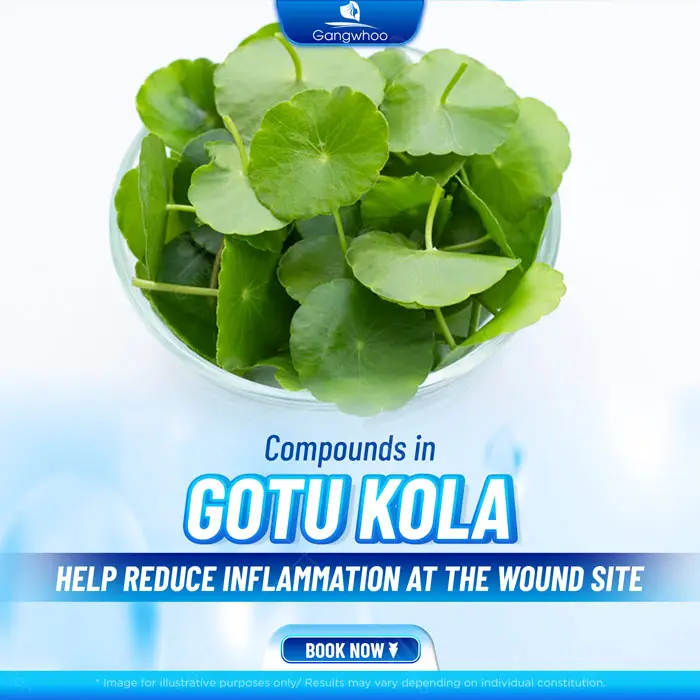 Can You Drink Gotu Kola After Rhinoplasty? Benefits and Risks